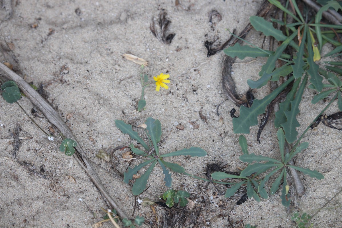 Launaea sarmentosa (Willd.) Kuntze